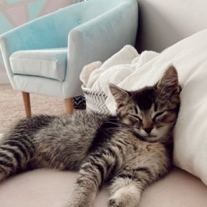 Meet your Posher, Tora